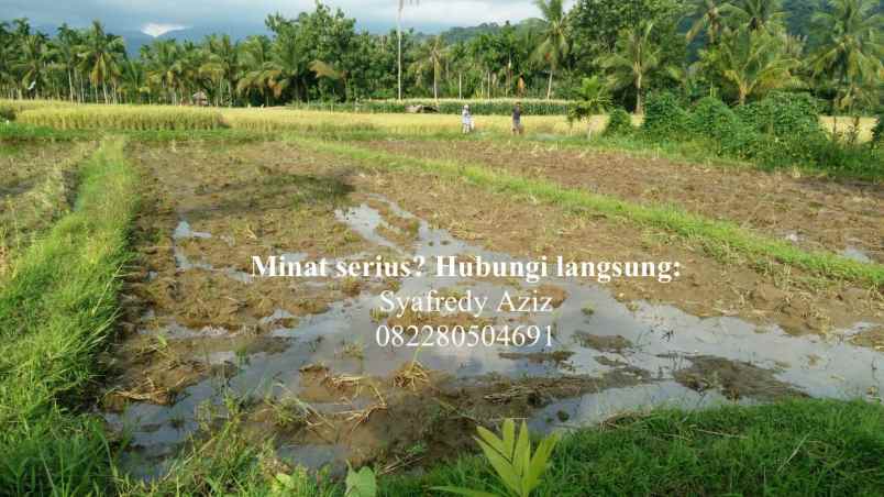 dijual tanah sawah luas lokasi strategis sumbar
