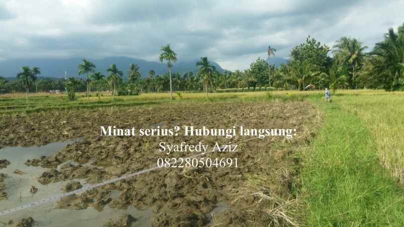 dijual tanah sawah luas lokasi strategis sumbar