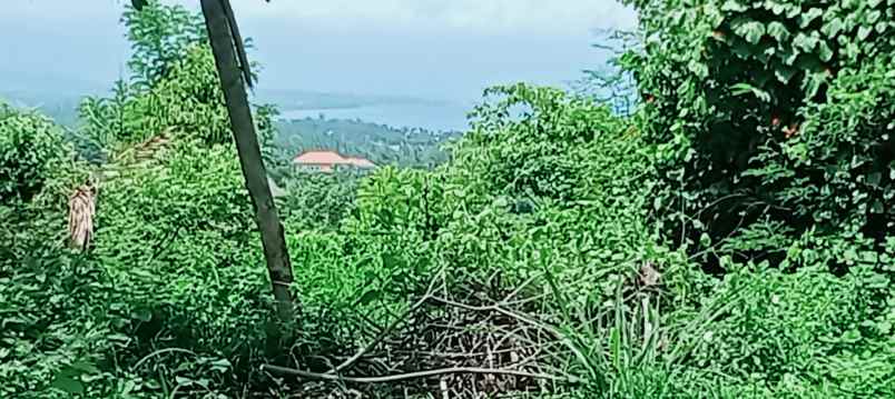 dijual tanah strategis di sentral lovina