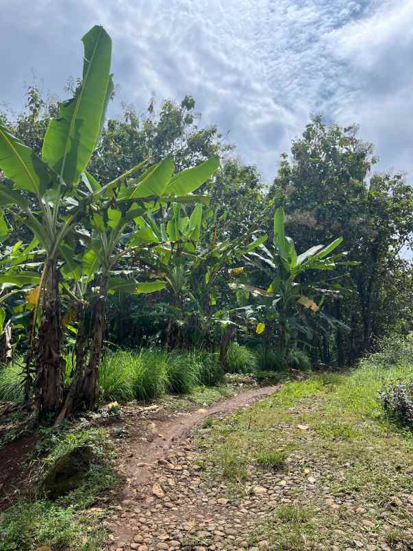 dijual tanah wonoplumbon