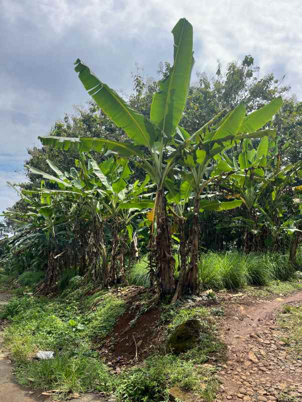 dijual tanah wonoplumbon