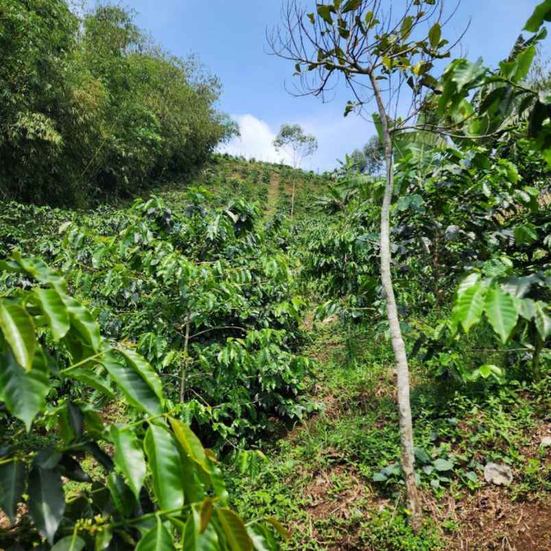 jual tanah murah di ciwidey