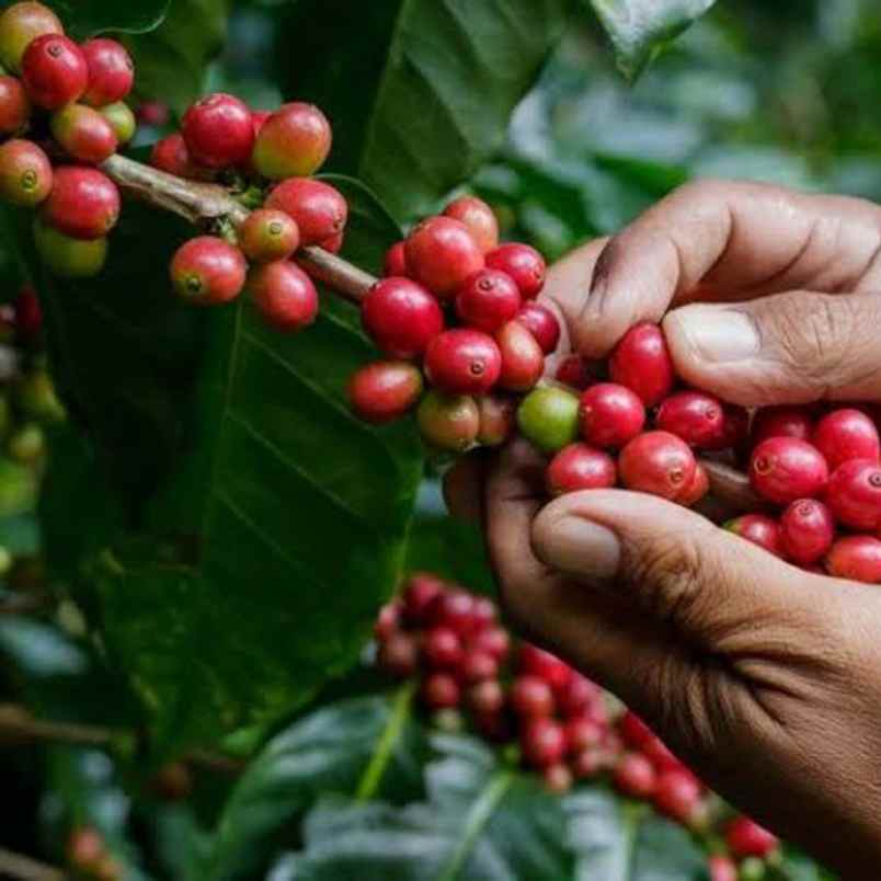 jual tanah murah di ciwidey