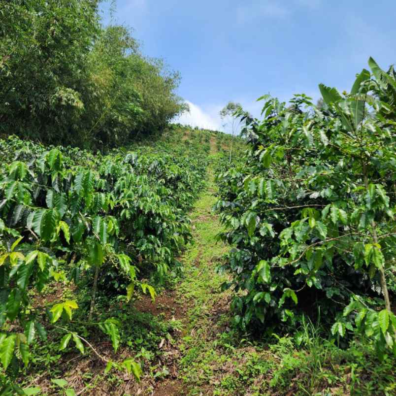 jual tanah murah di ciwidey