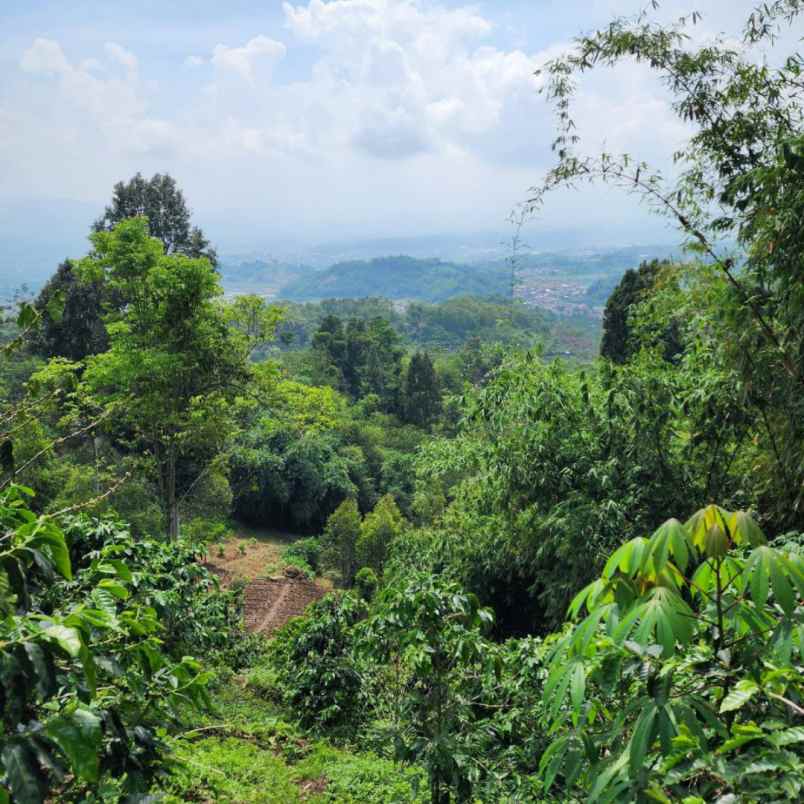 jual tanah murah di ciwidey