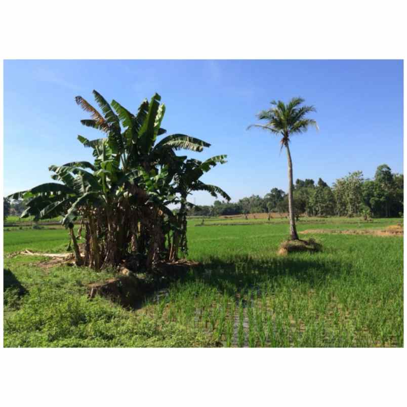 komersial pesawaran lintas barat lampung