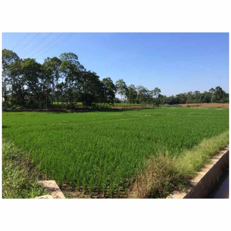 komersial pesawaran lintas barat lampung