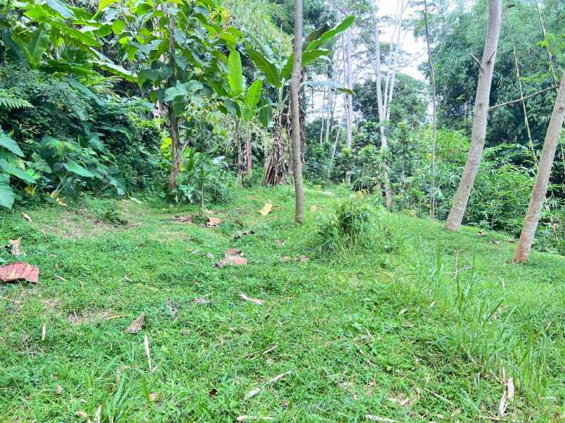 tanah 2500m hanya 300 juta karangpandan