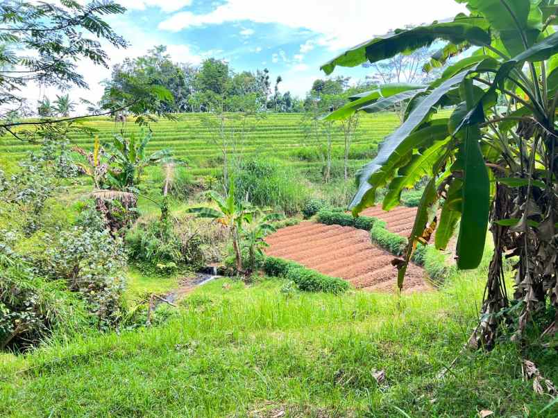 tanah 2500m hanya 300 juta karangpandan