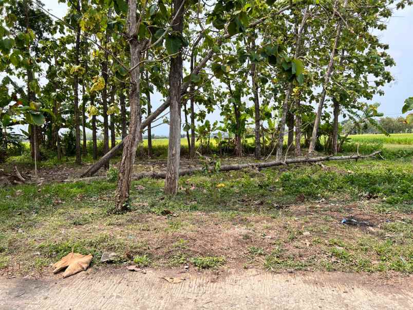 tanah karangmalang sragen