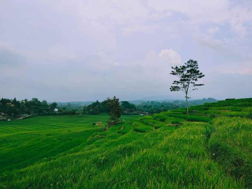 tanah karangpandan karanganyar