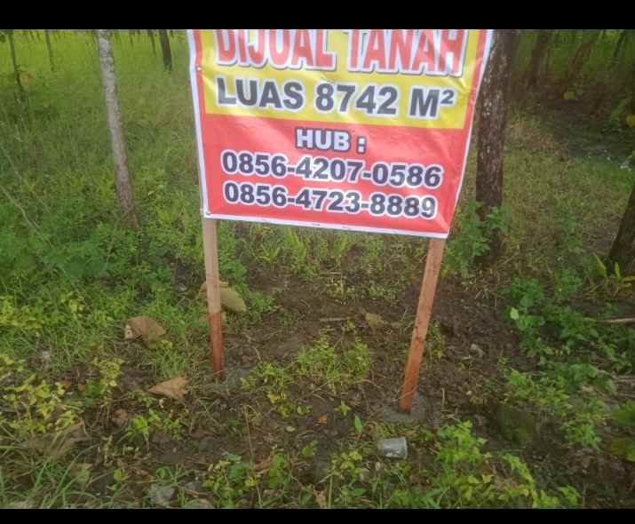 tanah murah ada pohon jati