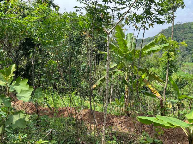 tanah untuk kebun buah 150 juta karanganyar