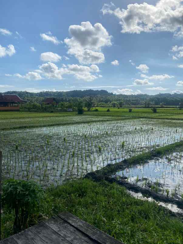 tanah view sawah di kasongan cocok untuk villa