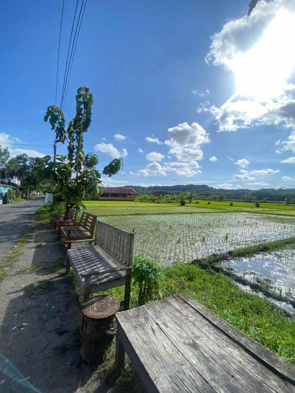 tanah view sawah di kasongan cocok untuk villa