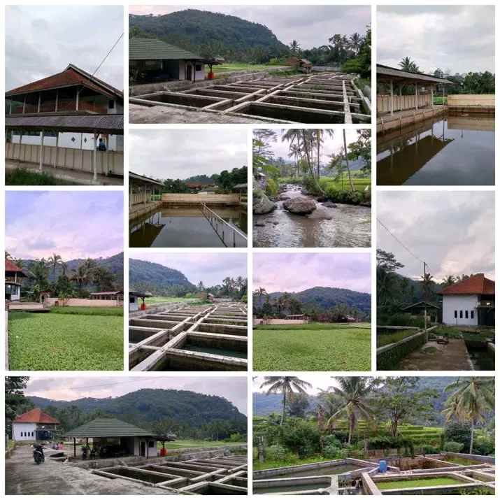 vila kolam ikan cisalak subang jawa barat