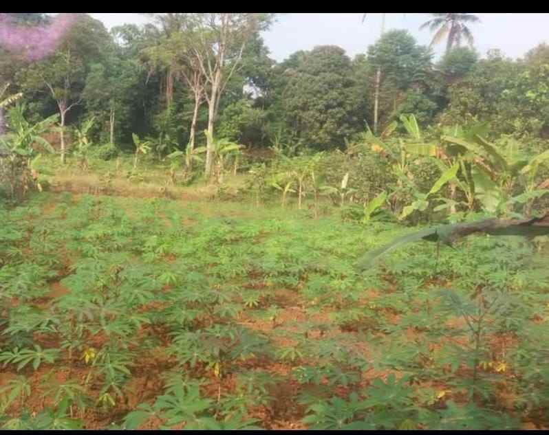dijual cepat kebun cocok untuk investasi