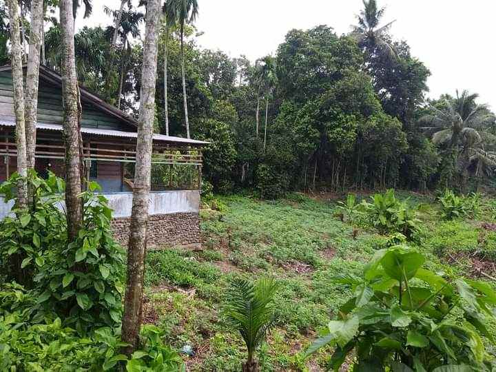 dijual cepat tanah murah