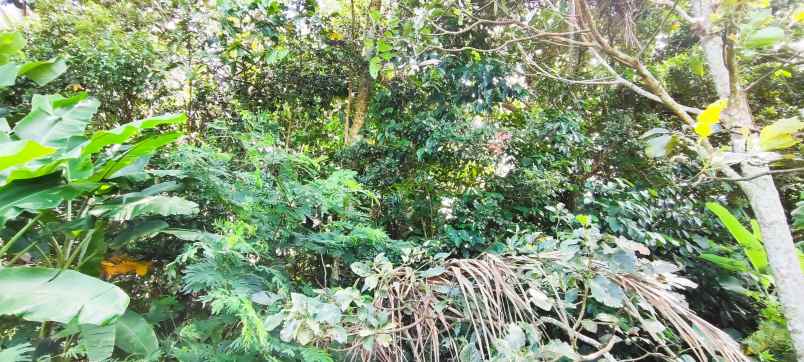 dijual tanah bandungan strategis