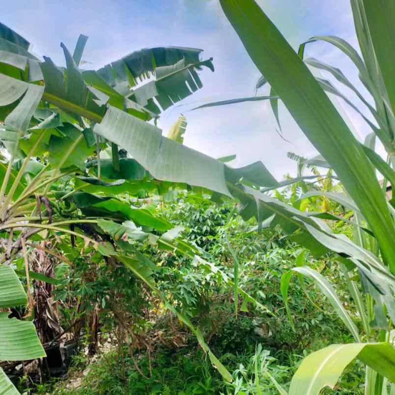 dijual tanah belakang terminal ubung