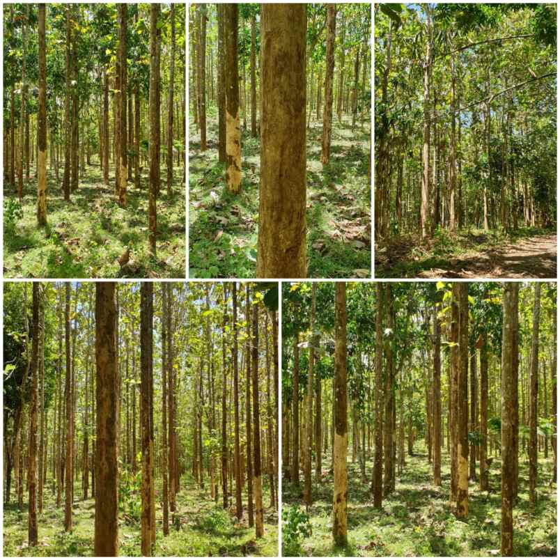 dijual tanah di desa buniwangi surade sukabumi