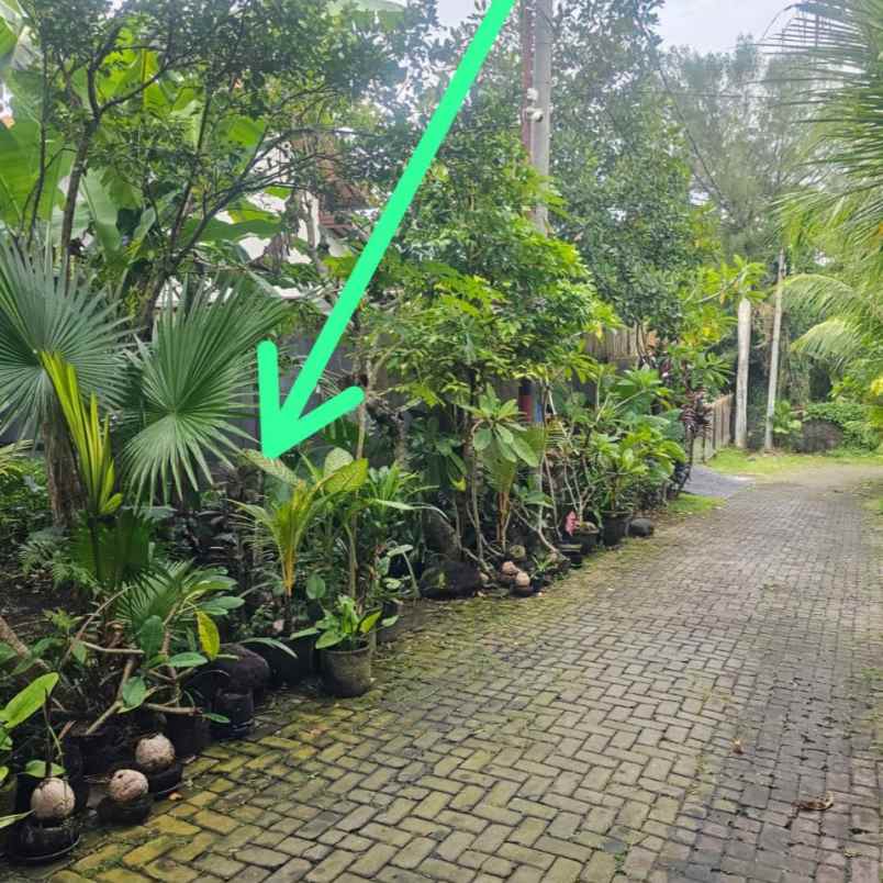 dijual tanah jl beringin