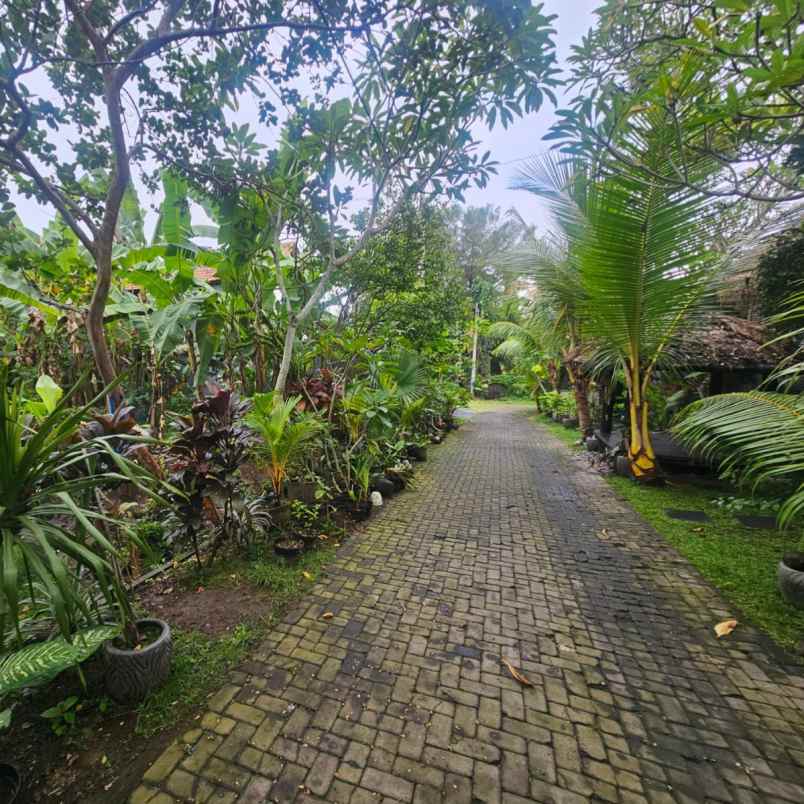 dijual tanah jl beringin