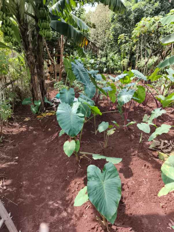 dijual tanah jl karadenan