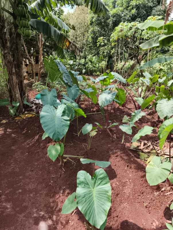 dijual tanah jl karadenan