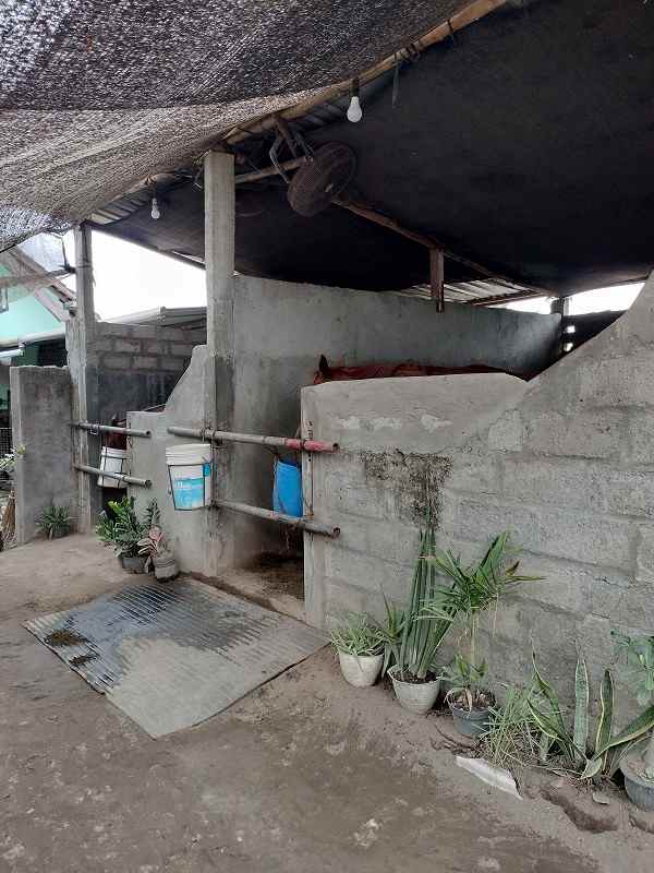 dijual tanah jl pacar ngentak lor