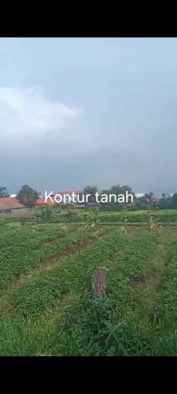 dijual tanah jl permana citeureup