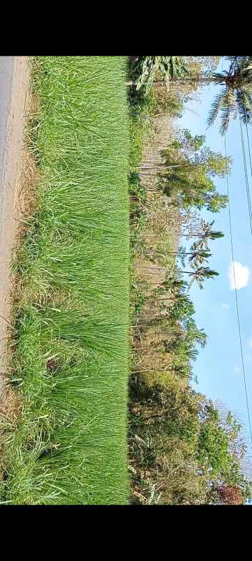 dijual tanah jl raya kedungwungu binangun