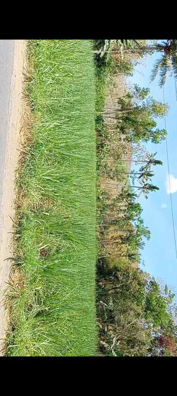 dijual tanah jl raya kedungwungu binangun