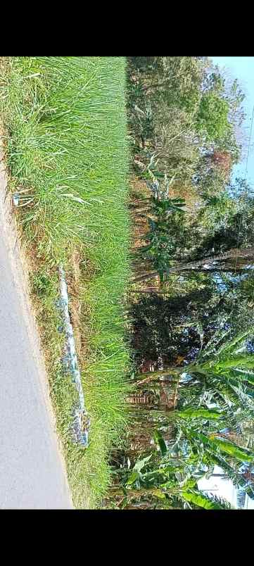 dijual tanah jl raya kedungwungu binangun