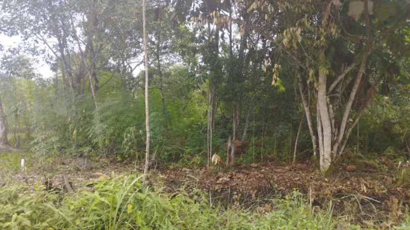 dijual tanah jl sekayu pendopo kampung