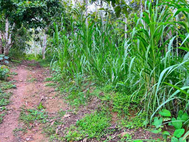 dijual tanah karangpandan karanganyar