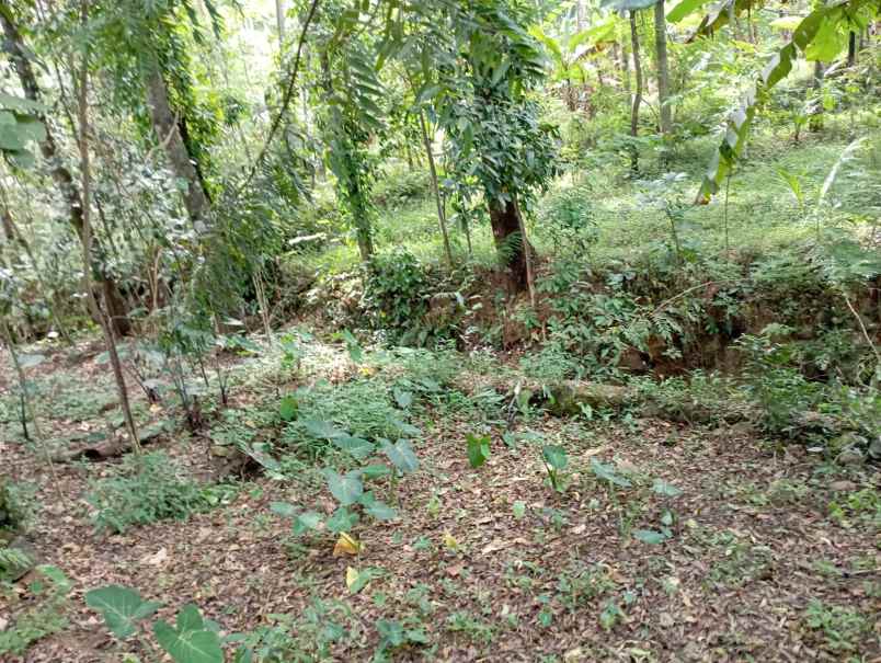 dijual tanah kebun jalur parawisata sidomba kuningan