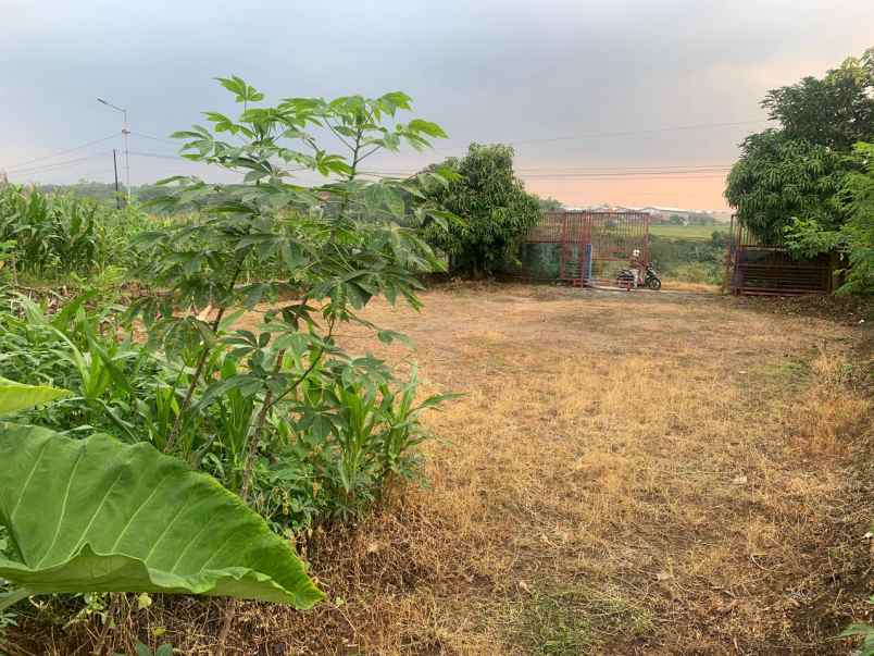 dijual tanah luas murah