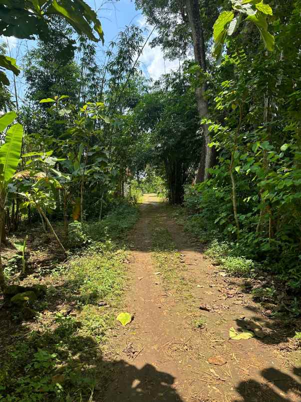 dijual tanah pekarangan playen gunung kidul