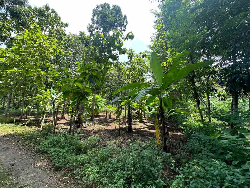 dijual tanah pekarangan playen gunung kidul