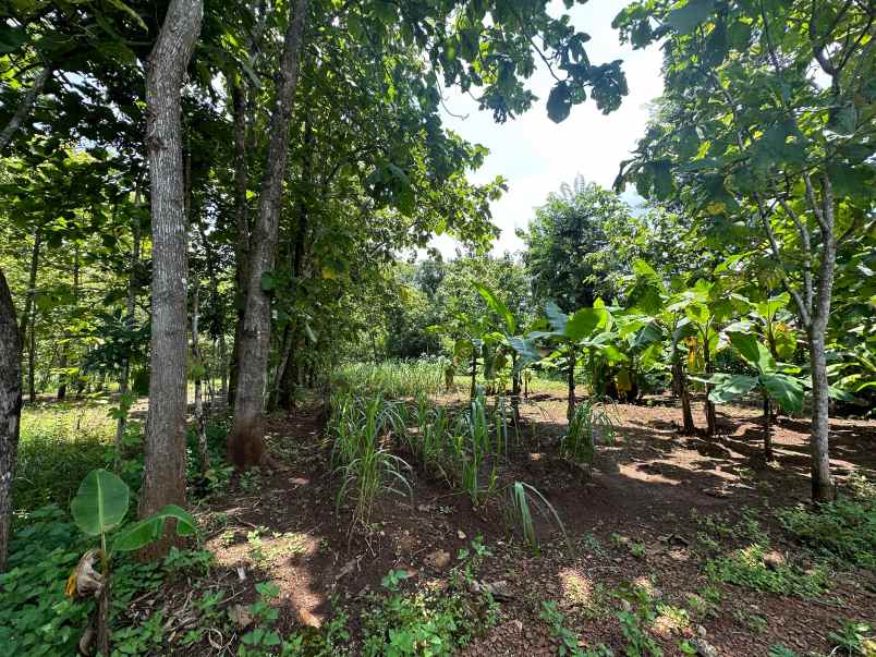 dijual tanah pekarangan playen gunung kidul