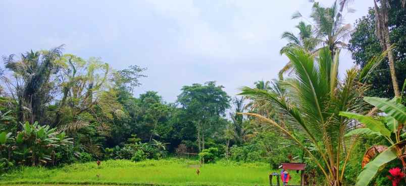 dijual tanah pupuan telallalang gianyar