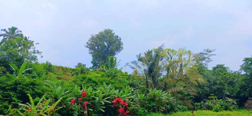 dijual tanah pupuan telallalang gianyar