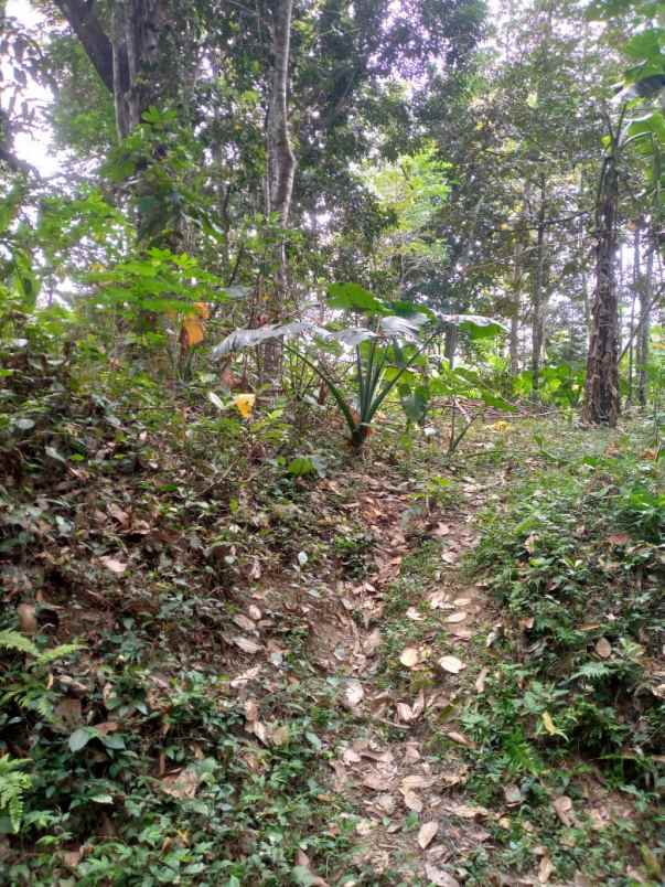 dijual tanah tegalan logede