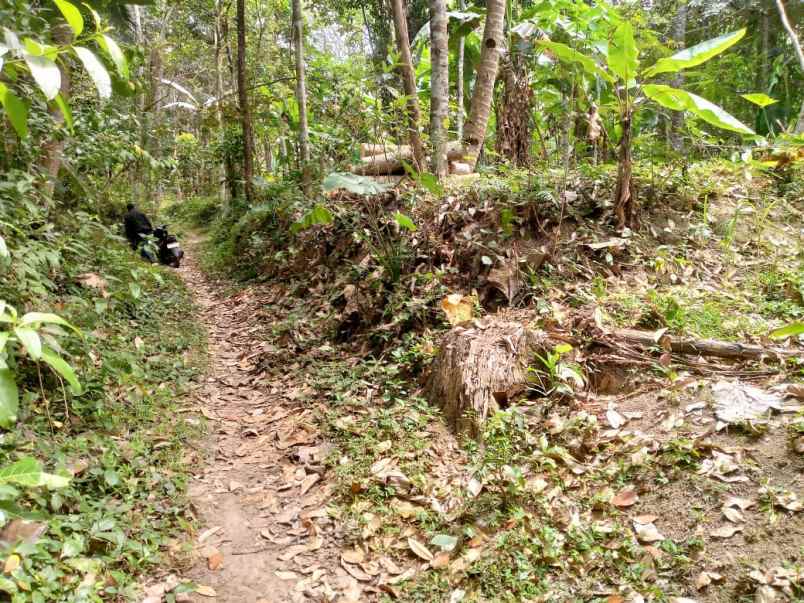 dijual tanah tegalan logede