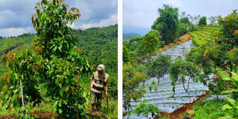 jual lahan bisnis kebun alpukat di bandung