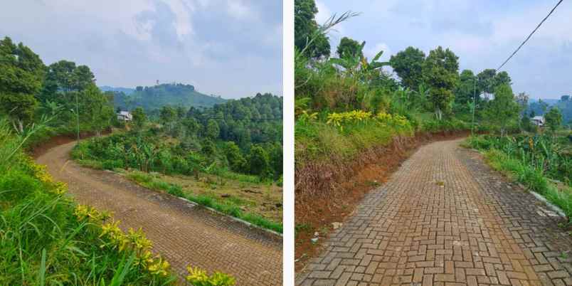 jual lahan bisnis kebun alpukat di bandung