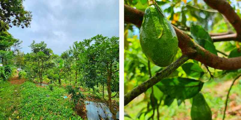 jual lahan bisnis kebun alpukat di bandung