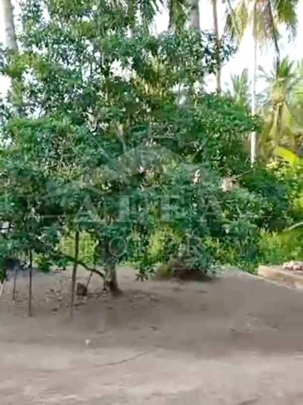 jual murah tanah hamparan bonus kebun siap panen