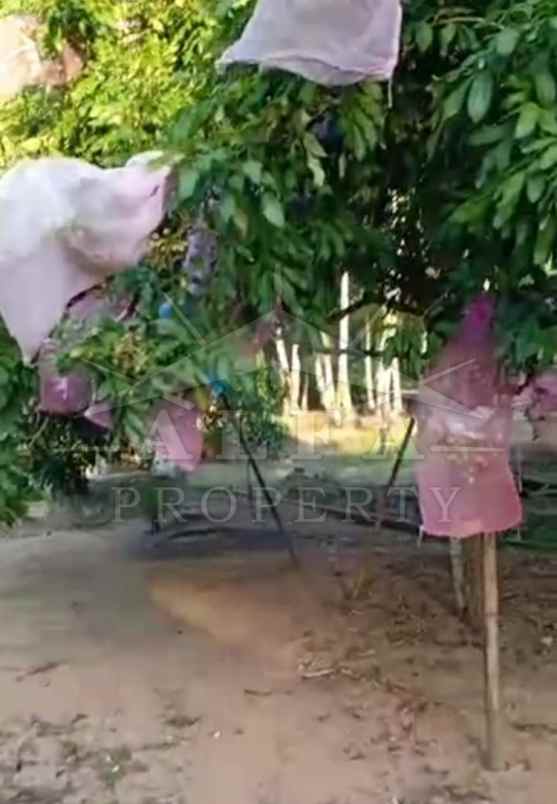 jual murah tanah hamparan bonus kebun siap panen